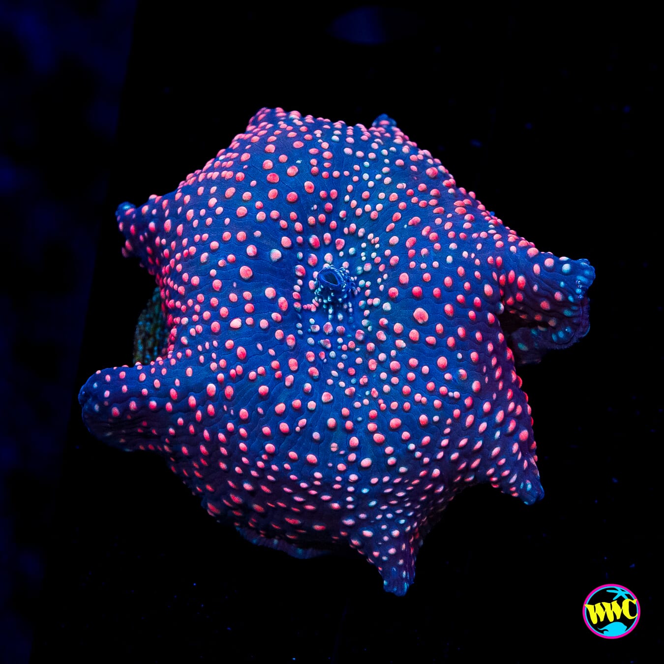 Nebula Disco Mushroom - Actinic Photo