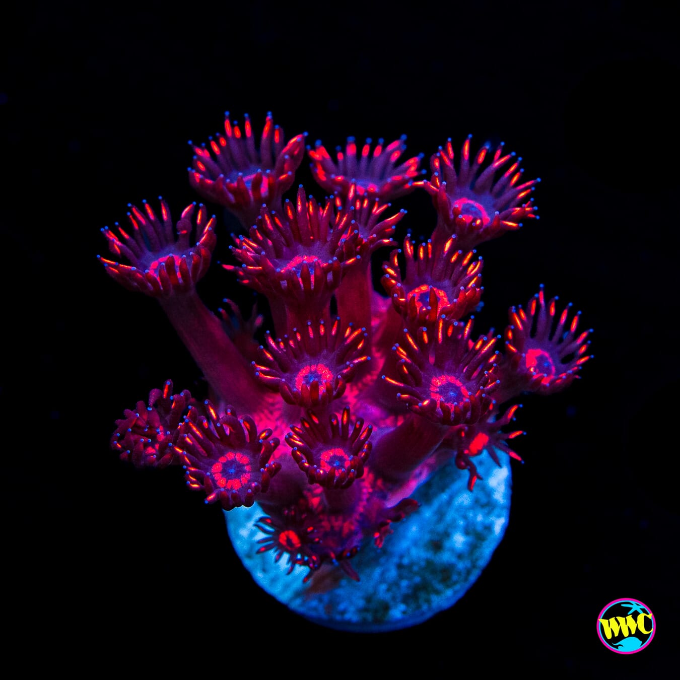 Cherry Red Goniopora - Actinic Photo