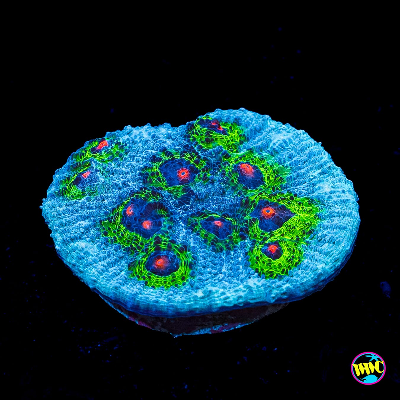 WWC Avatar Mycedium Chalice - Actinic Photo