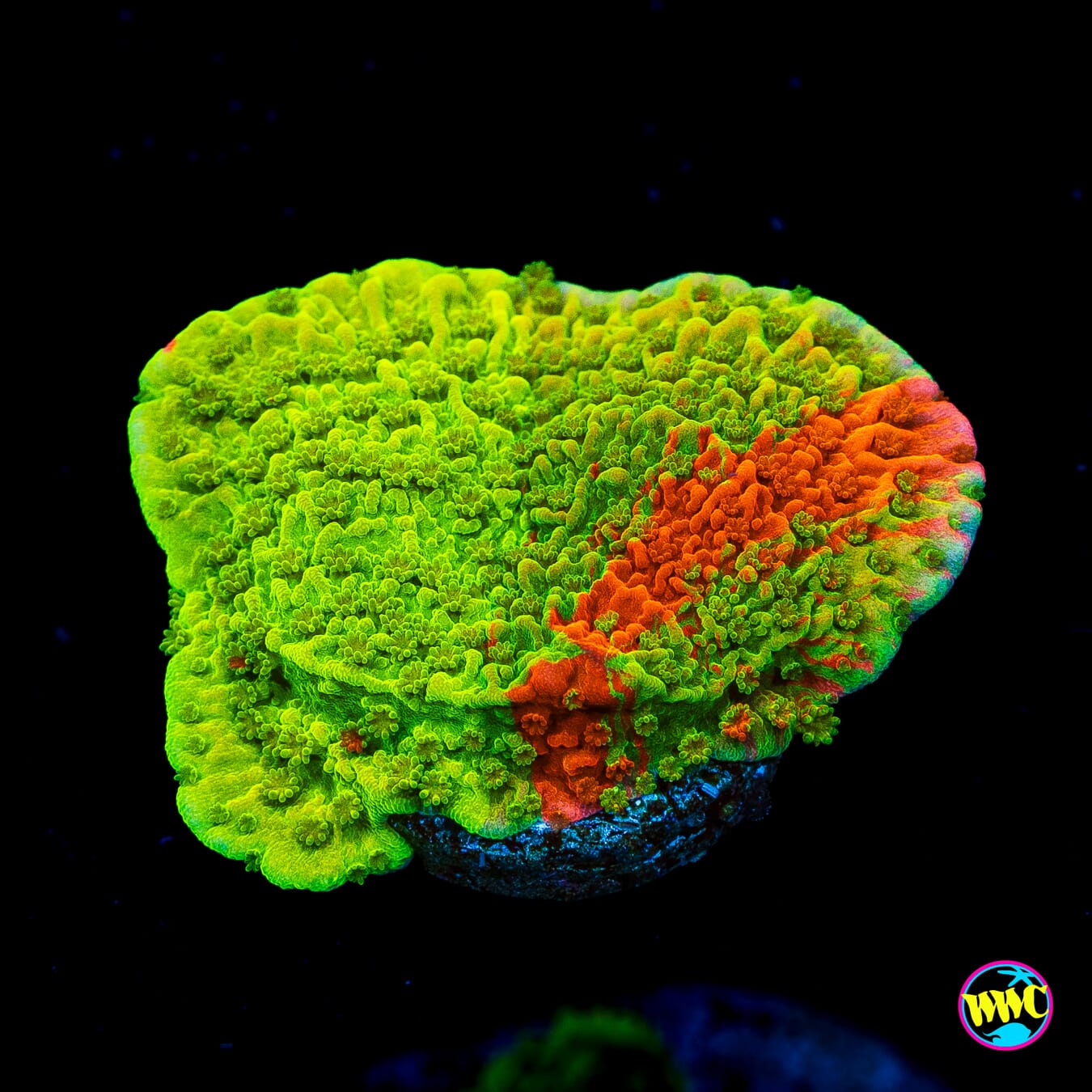WWC Triple Threat Grafted Montipora - Actinic Photo