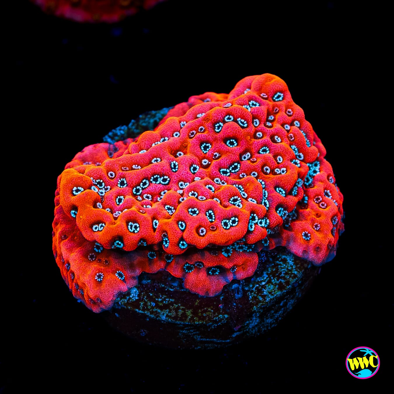 WWC Dragonfruit Montipora - Actinic Photo