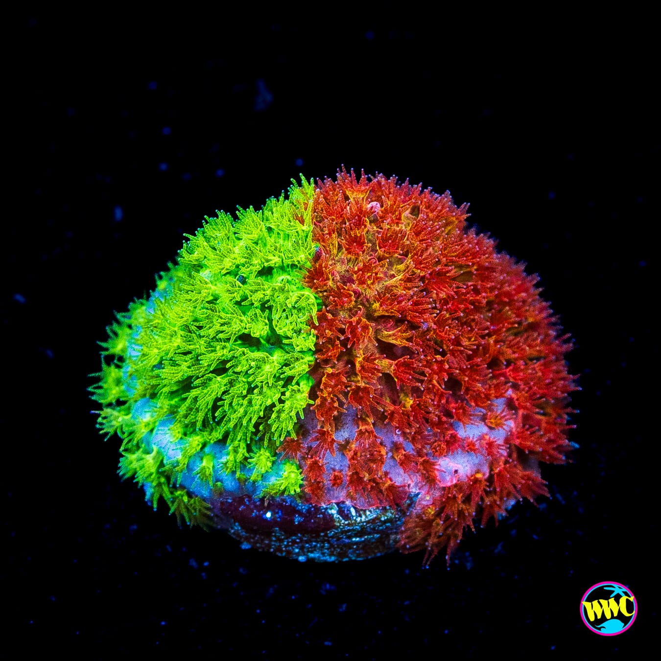 WWC Two-Face Stylocoeniella - Actinic Photo