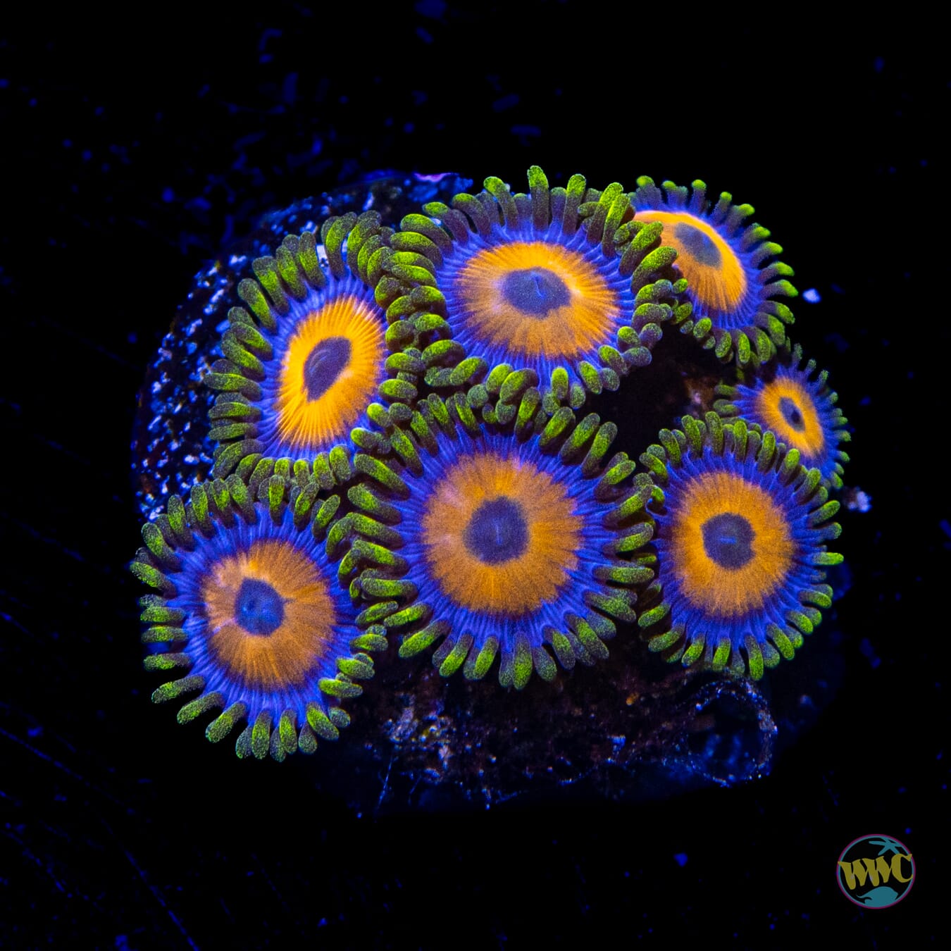 WWC Jungle Juice Zoanthids - Daylight Photo