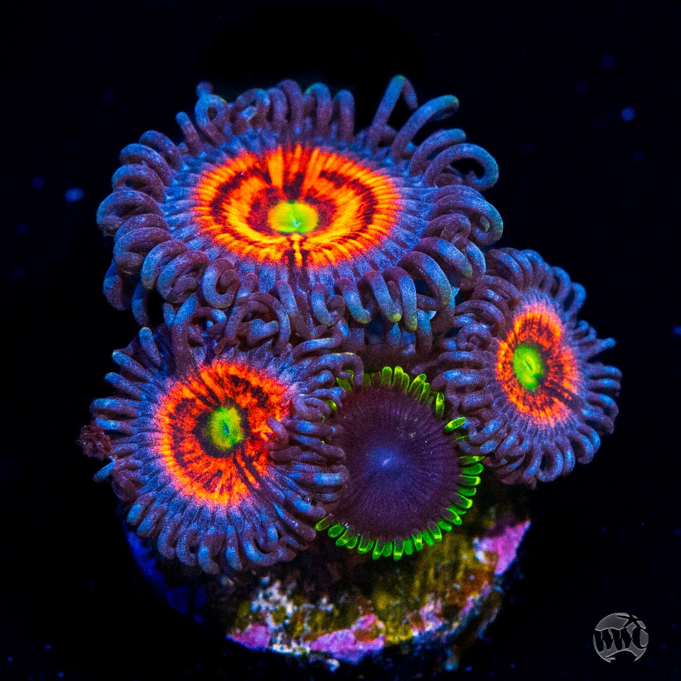 Everlasting Gobstopper and Purple Heart Combo Zoanthids - Daylight Photo