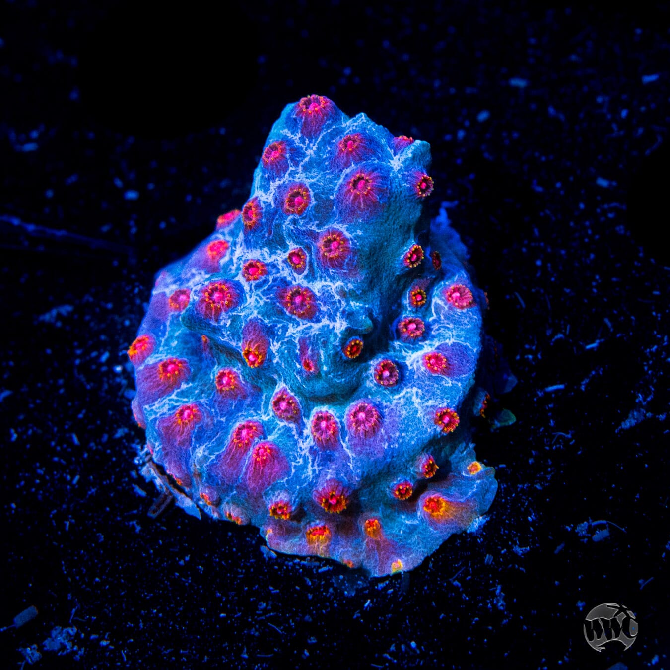 WWC Master Blaster Cyphastrea - Daylight Photo