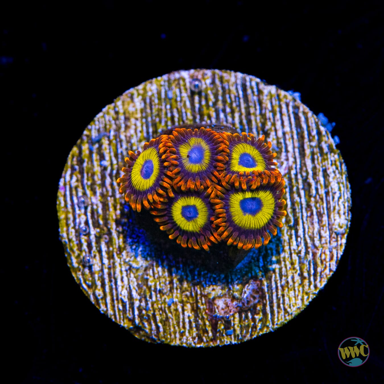 Fruit Loopz Zoanthids - Daylight Photo