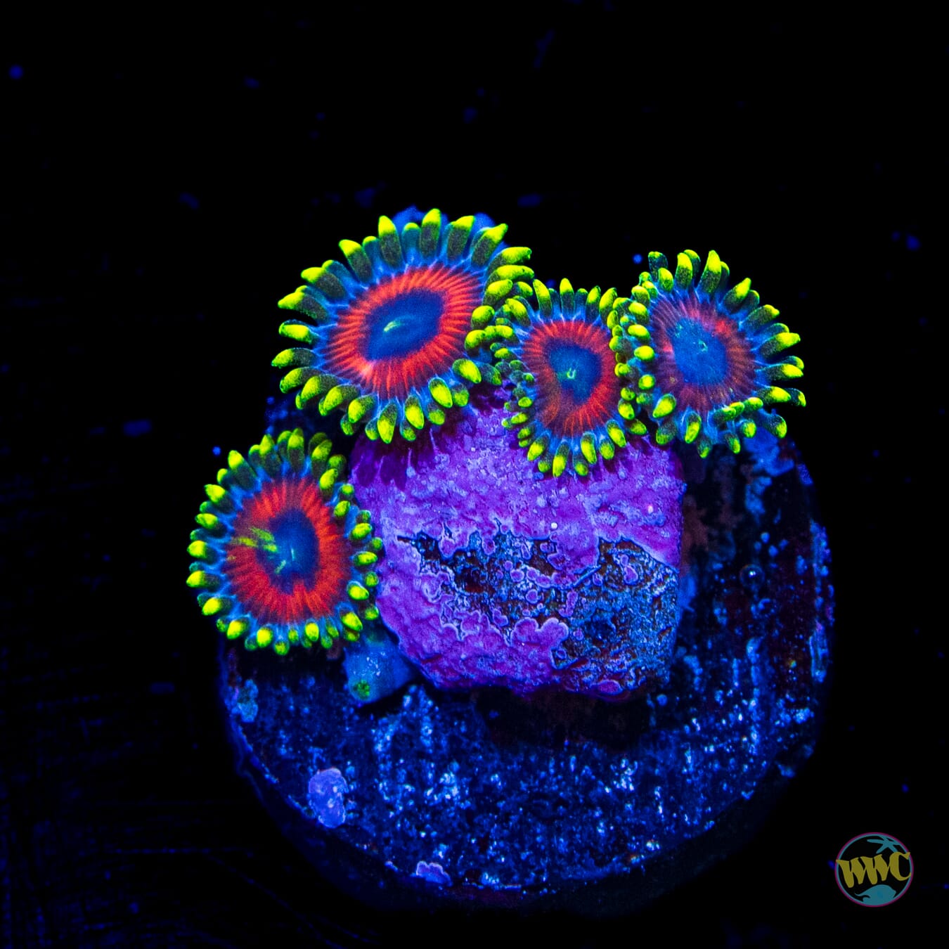 Whammin Watermelon Zoanthids - Daylight Photo