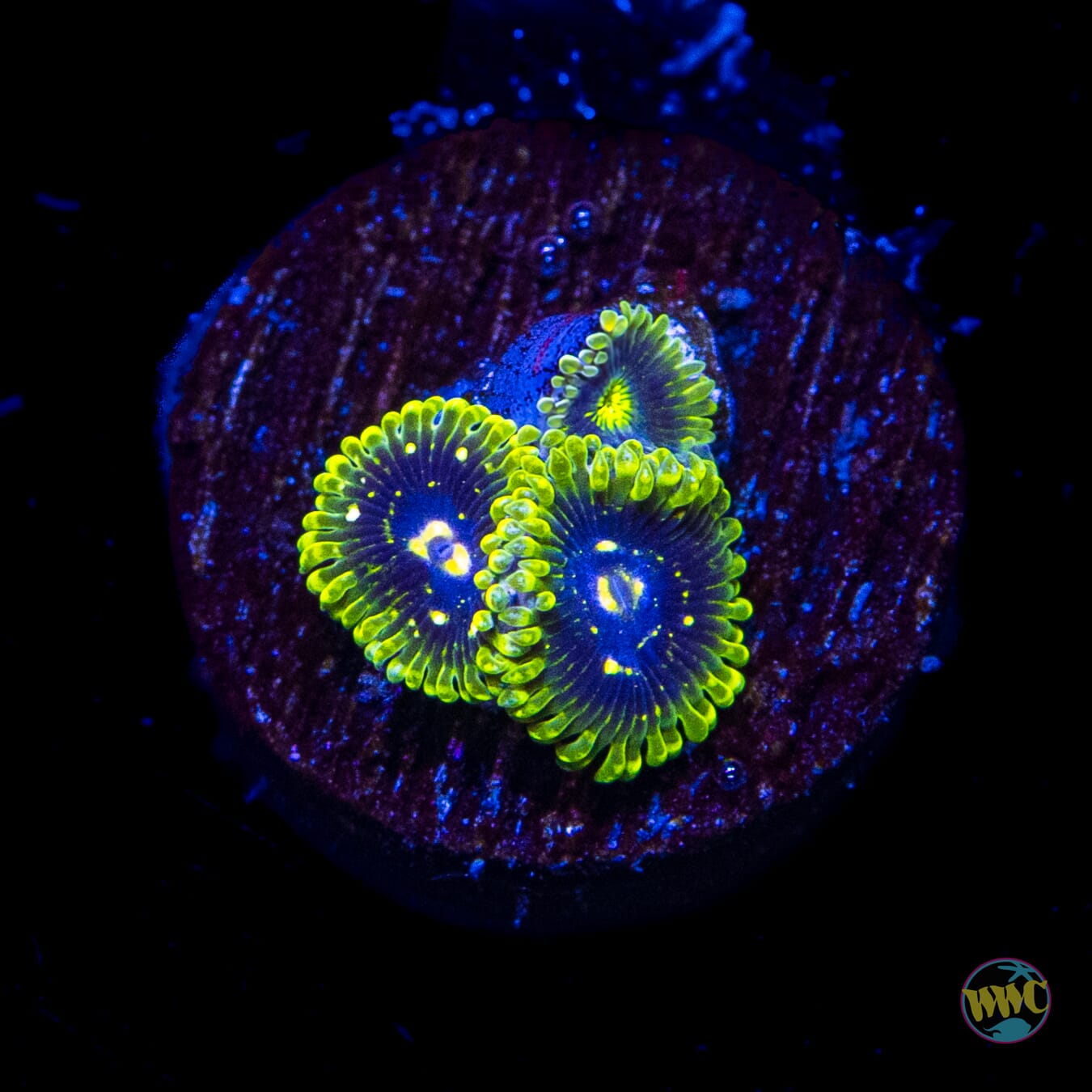 Exosphere Zoanthids - Daylight Photo