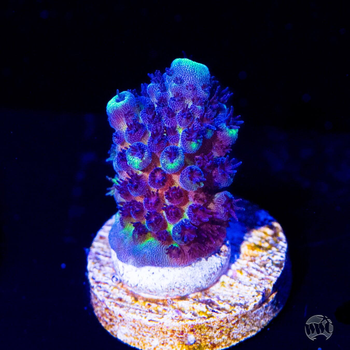 WWC Nuclear Grapes Acropora - Daylight Photo