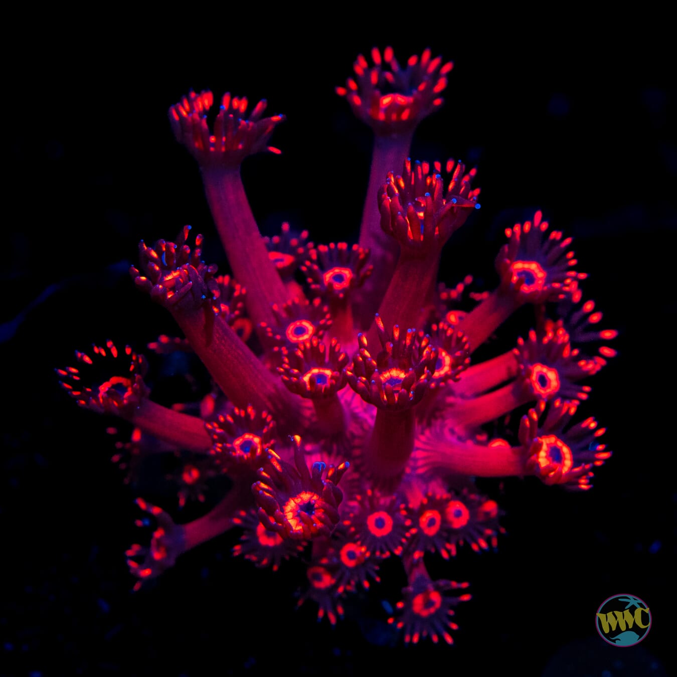 Ragin Rojo Goniopora - Daylight Photo