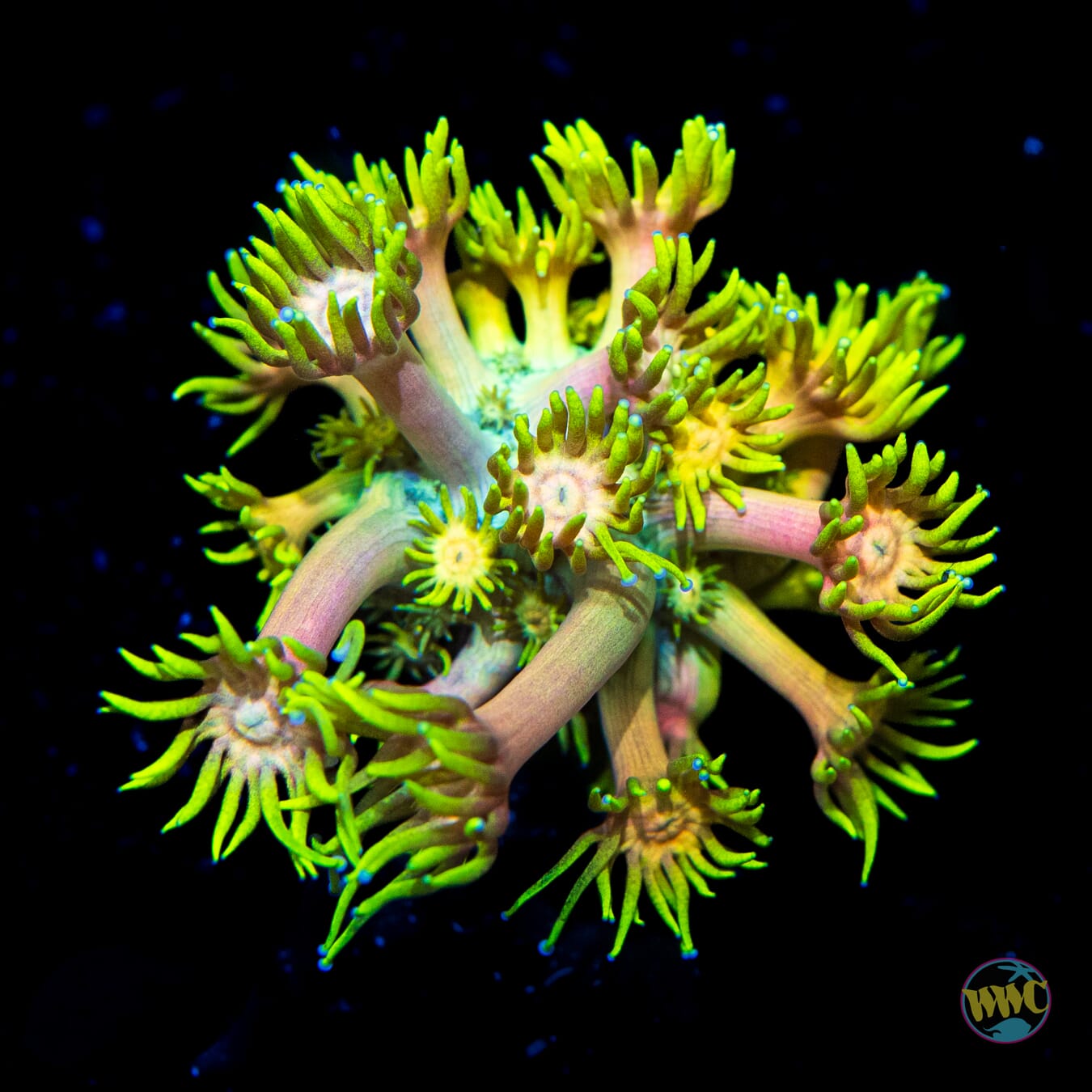 WWC Electro Lemon Goniopora - Daylight Photo