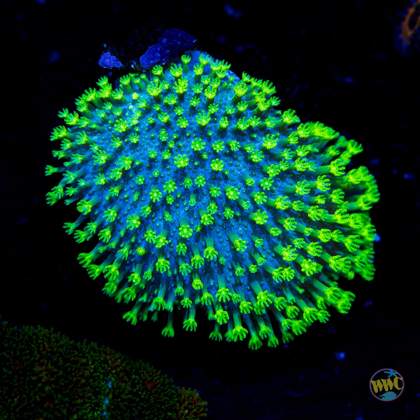 WWC Neon Polyp Toadstool Leather - Daylight Photo