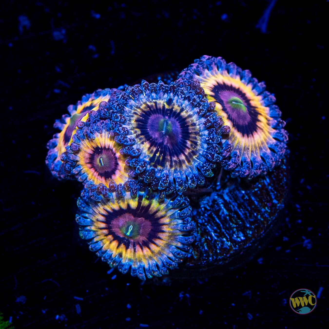 Queen Stratosphere Zoanthids - Daylight Photo