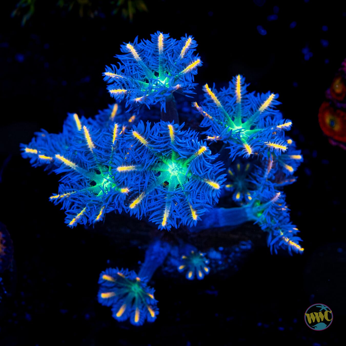 Flame Tipped Clove Polyps - Daylight Photo