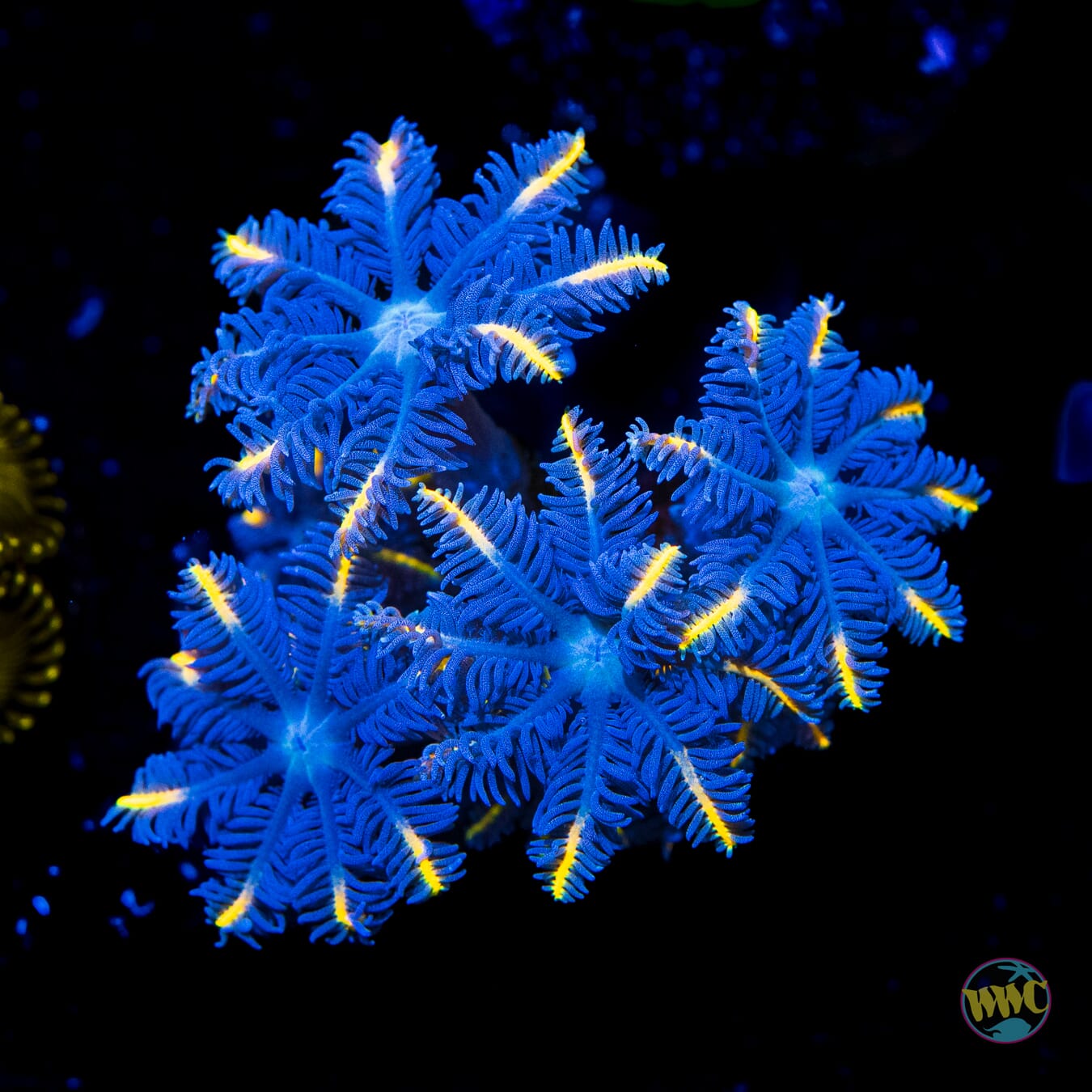 WWC Lemon Tipped Clove Polyps - Daylight Photo