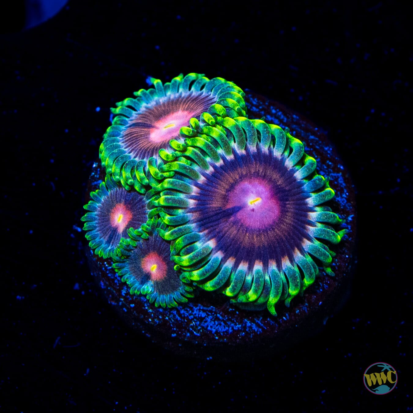 WWC Lucky Kentucky Zoanthids - Daylight Photo
