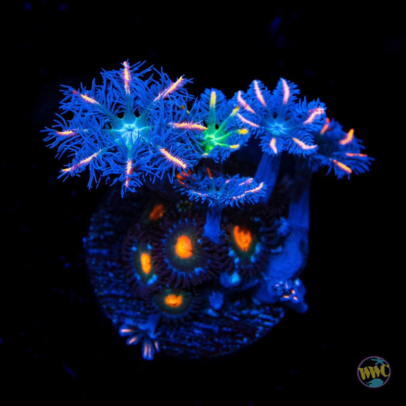 WWC Pinwheel Zoanthids and Fireworks Clove Polyps - Daylight Photo
