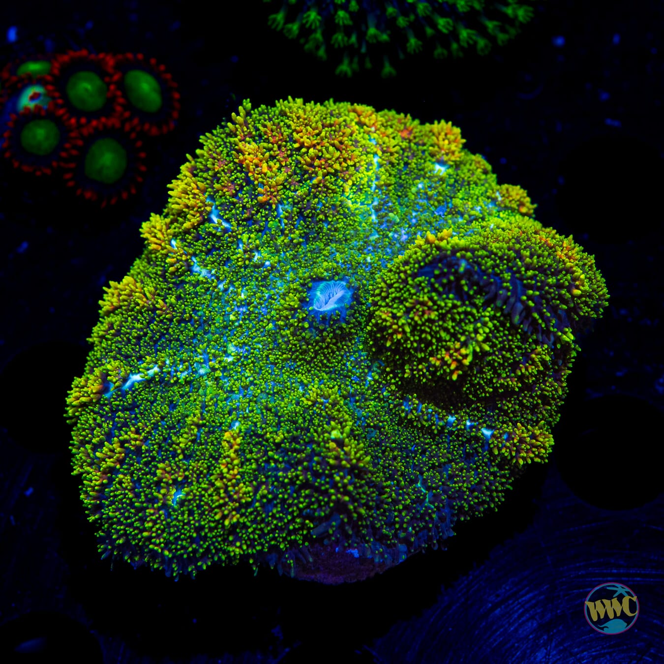Fuzzy Iguana Rhodactis Mushroom - Daylight Photo