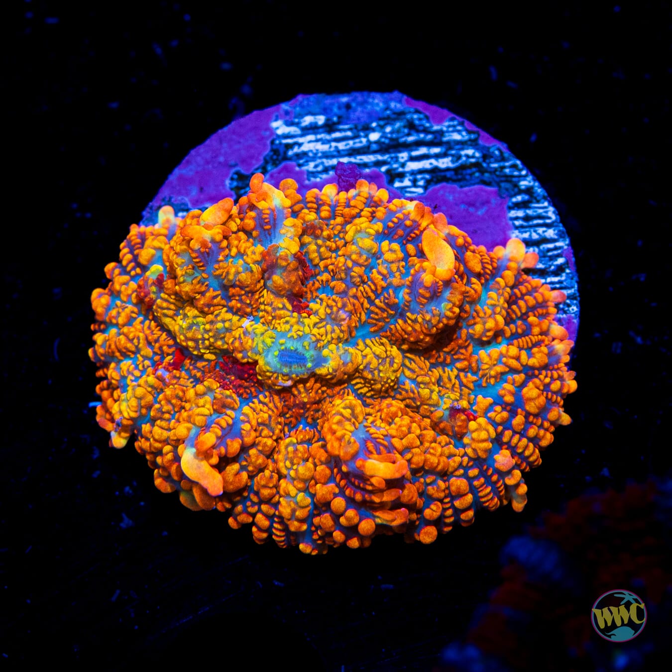 WWC Half-Baked Rhodactis Mushroom - Daylight Photo