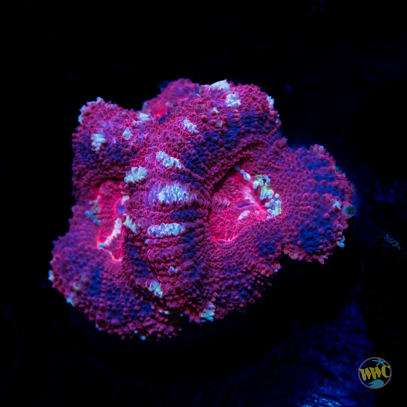 Tiger Tentacle Asian Lord - Daylight Photo