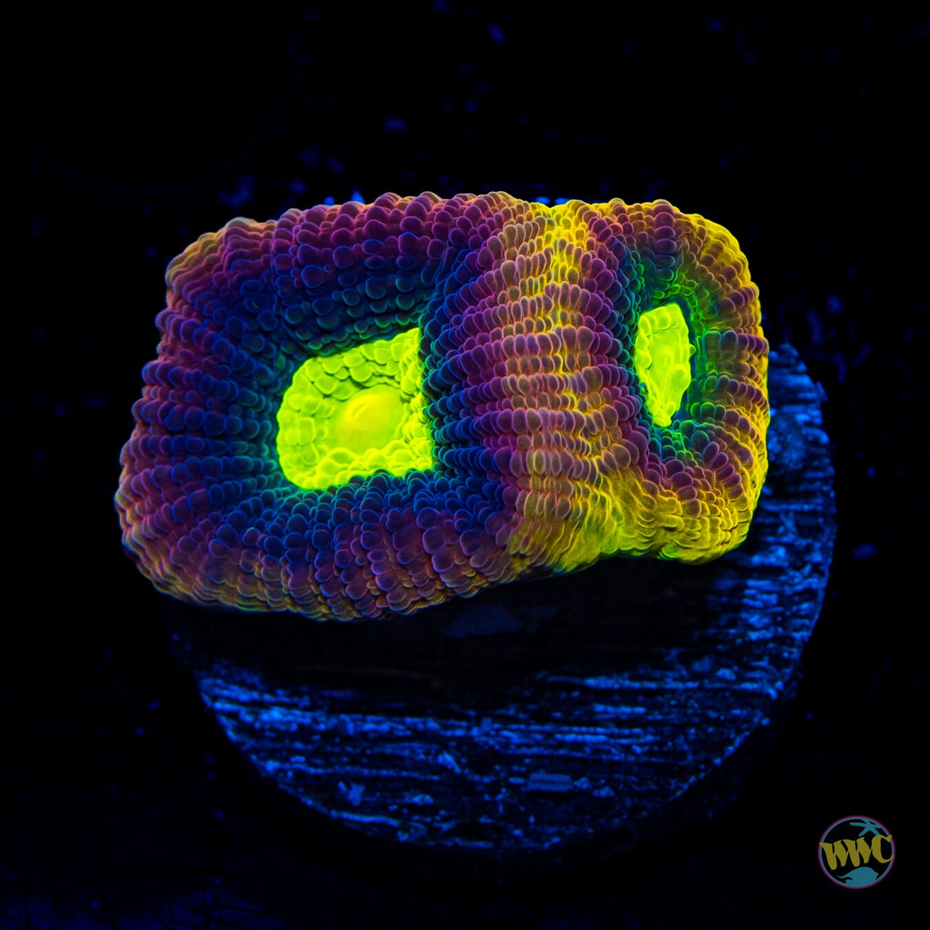 Ultimate Dragon Soul Goniastrea - Daylight Photo