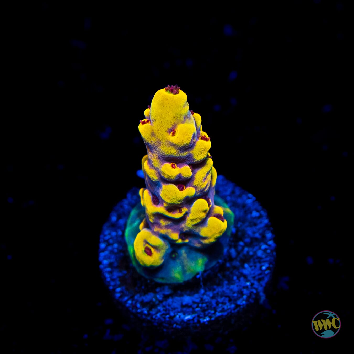 RR Fuzzy Navel Acropora - Daylight Photo