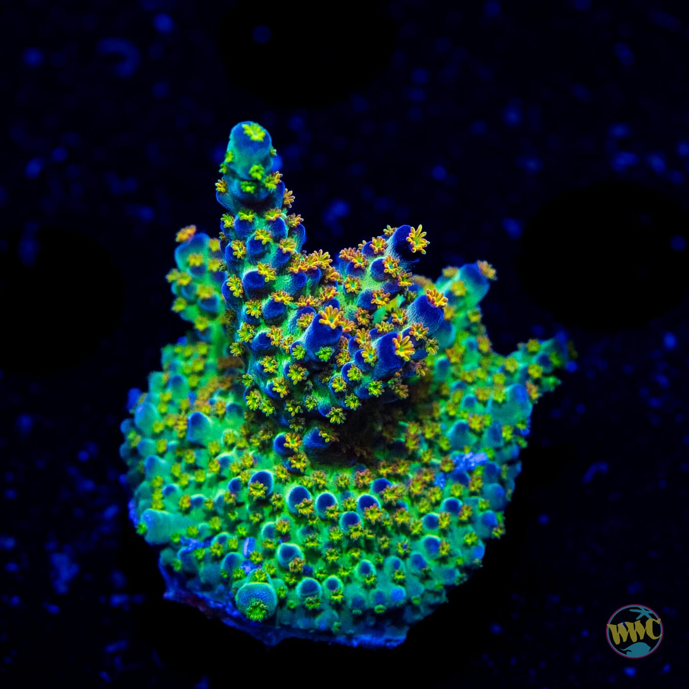 JKR Rainbow Acropora - Daylight Photo