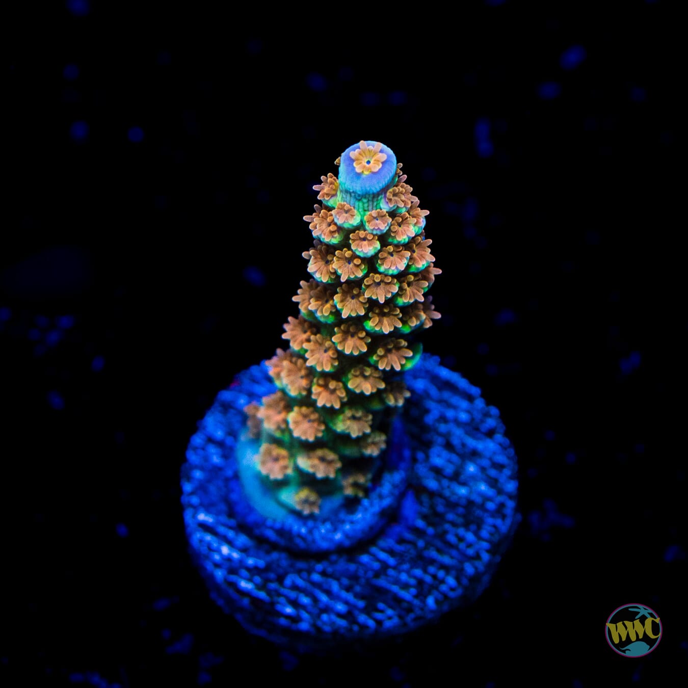 WWC Painkiller Tenuis Acropora - Daylight Photo
