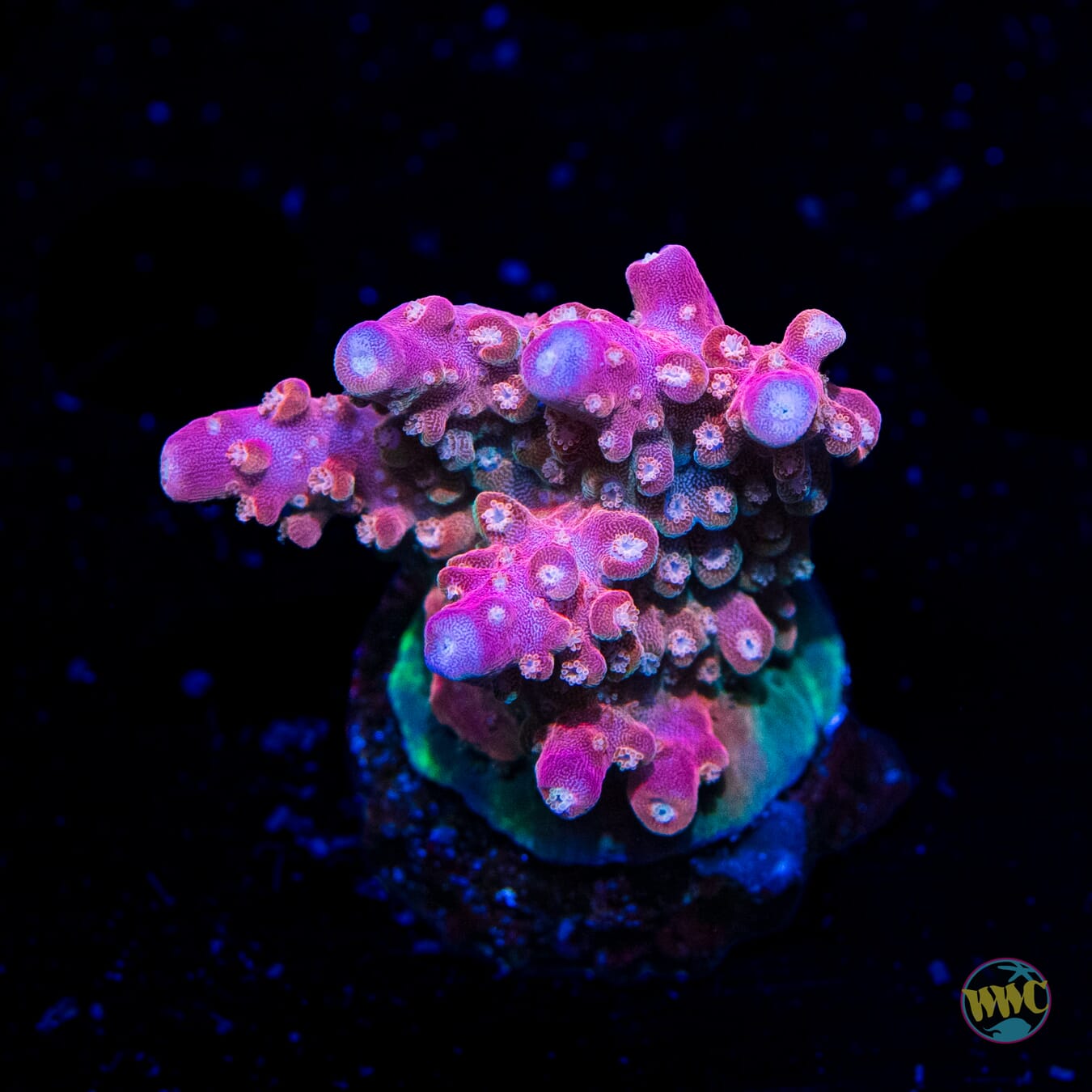 Jason Fox Shock Tart Acropora - Daylight Photo
