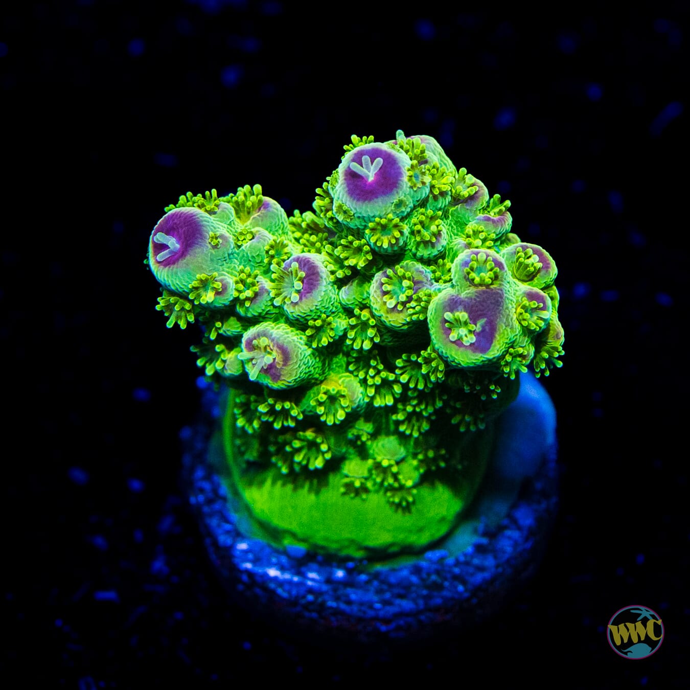 WWC Captain Caveman Acropora - Daylight Photo