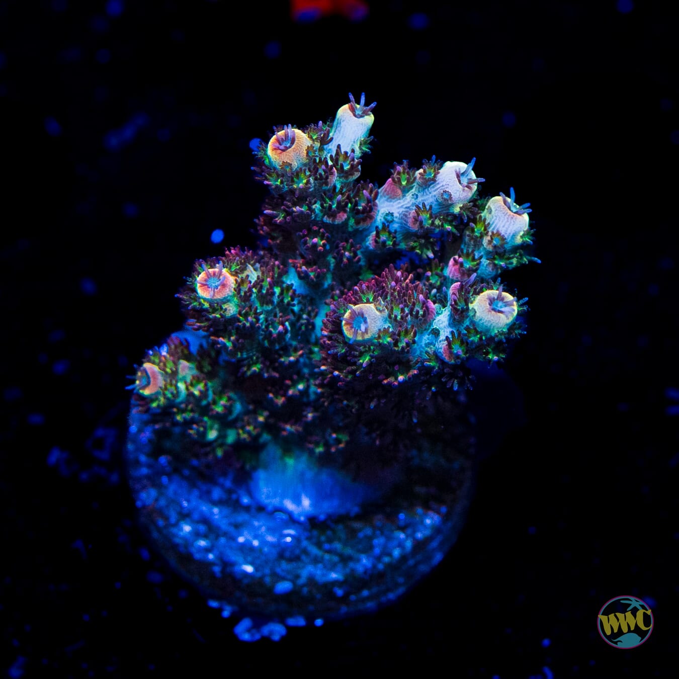 WWC Razzle Dazzle Acropora - Daylight Photo