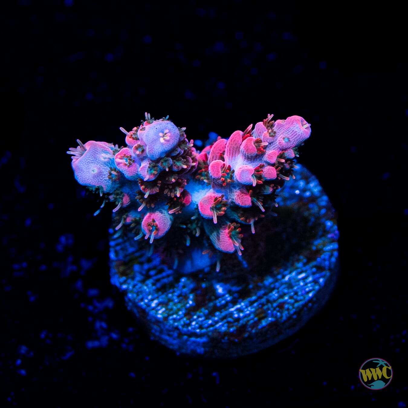 WWC Pantera Rosa Acropora - Daylight Photo