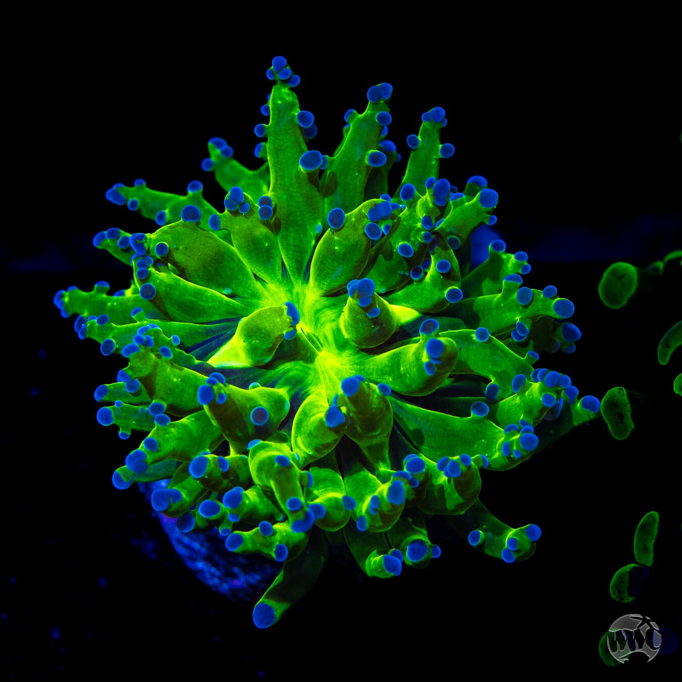 Bicolor Branching Frogspawn - Daylight Photo