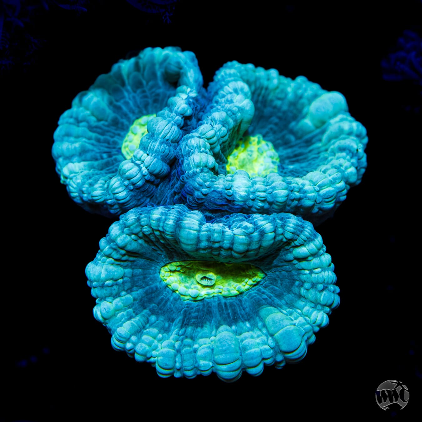 WWC Bulbasaur Candy Cane Coral - Daylight Photo