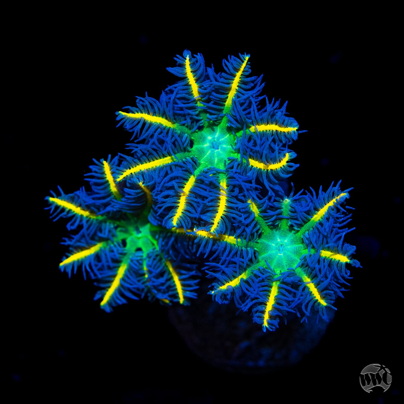 WWC Lemon Tipped Clove Polyps - Daylight Photo