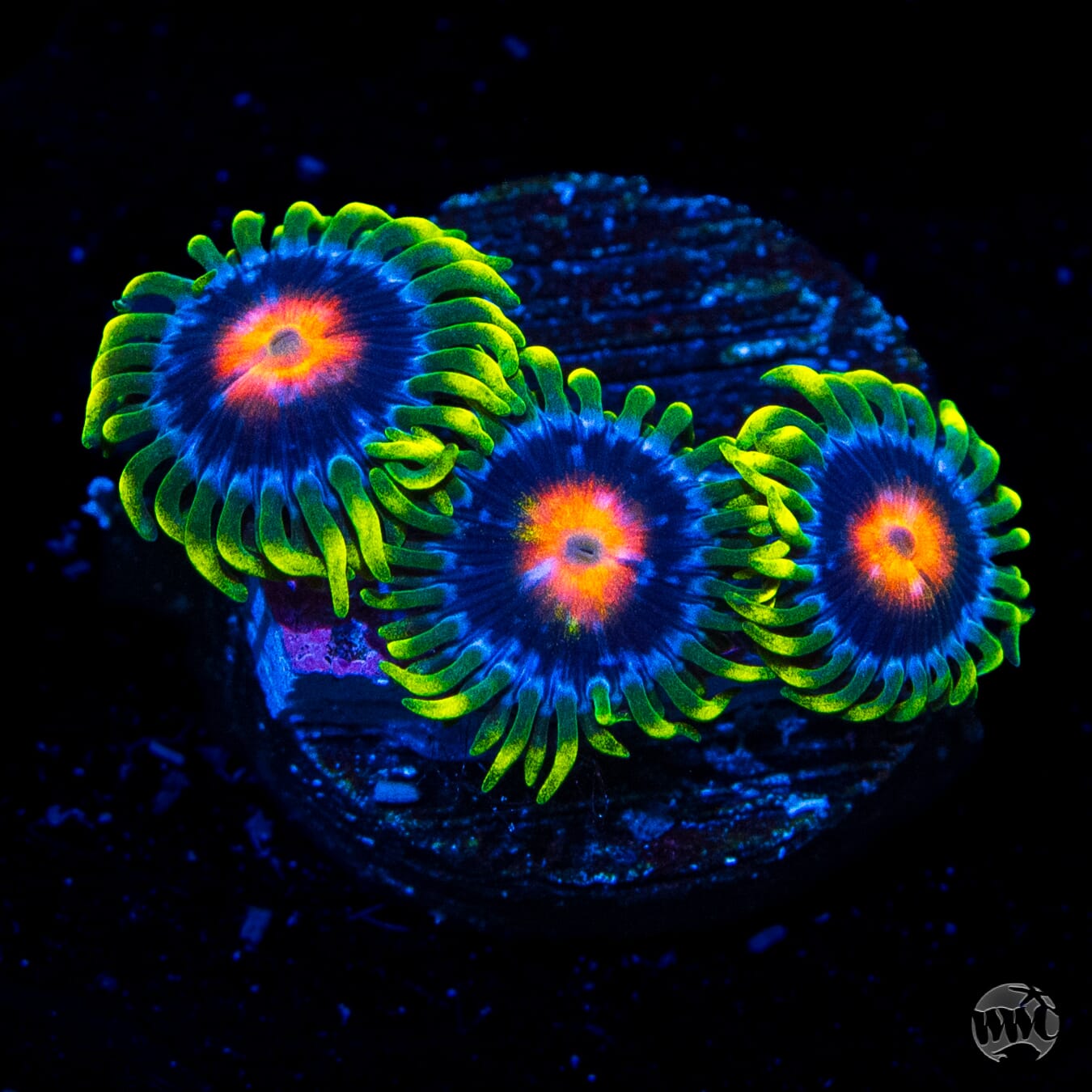 Ultimate Blowpop Zoanthids - Daylight Photo