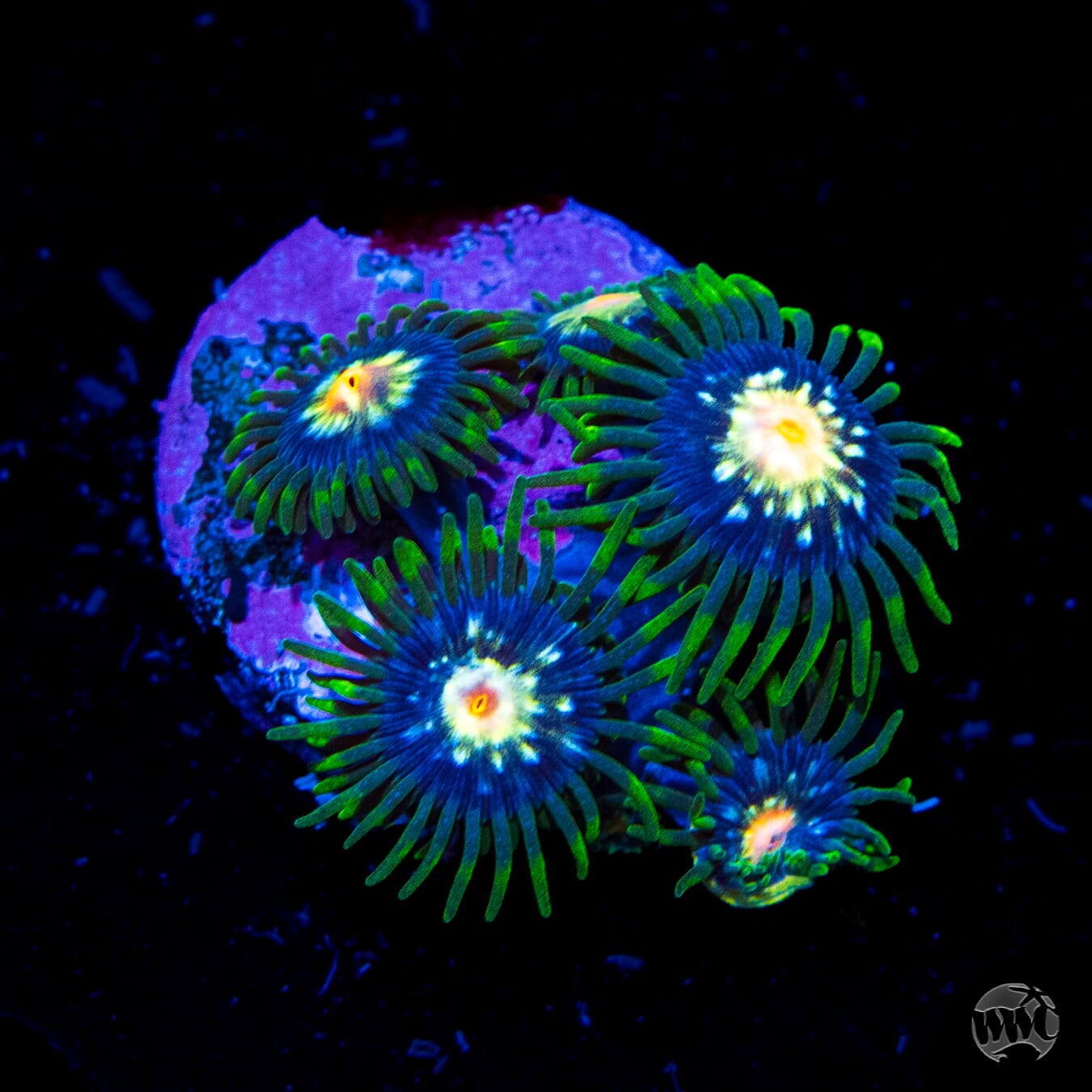 Jason Fox Stargazer Zoanthids - Daylight Photo