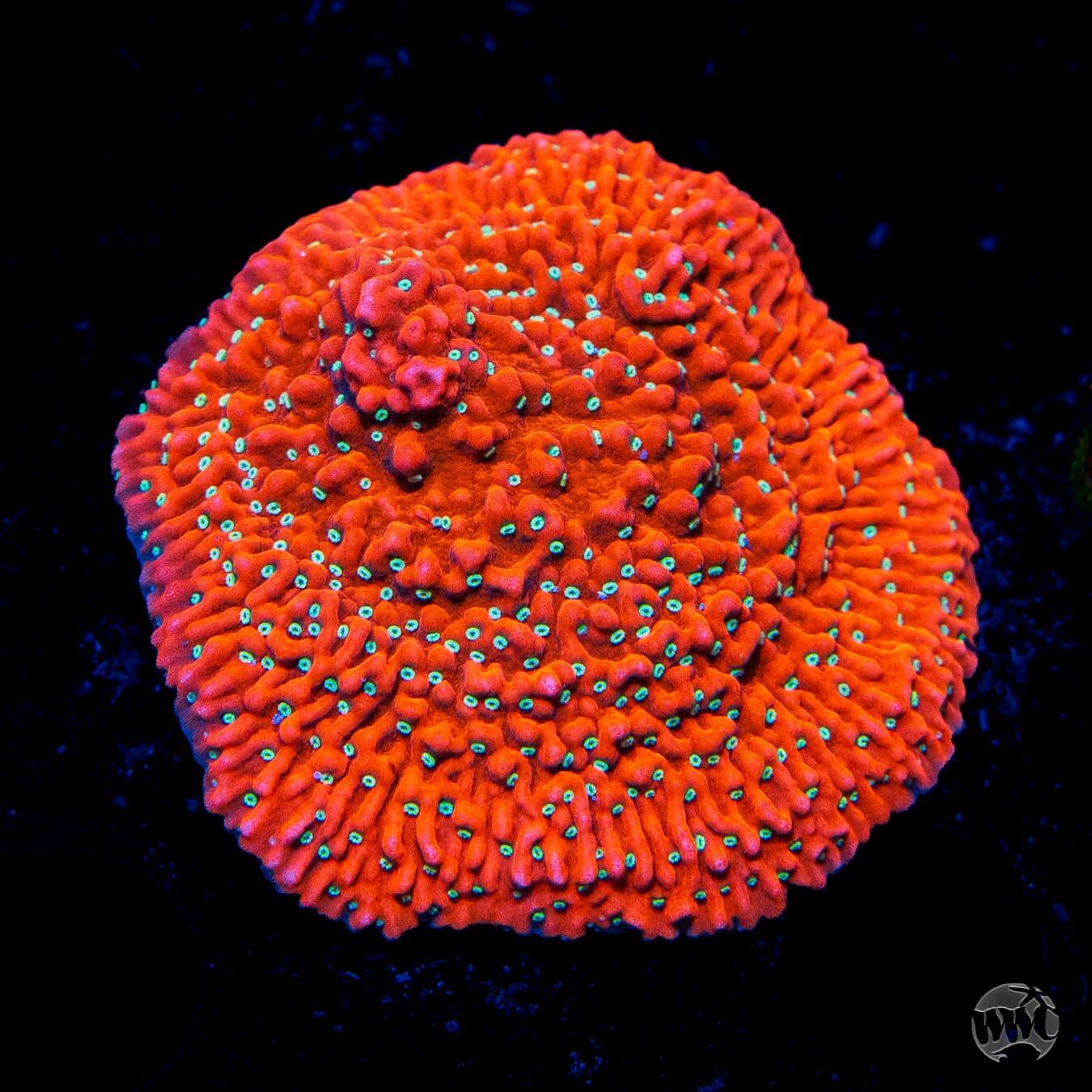Jason Fox Snow Cap Montipora - Daylight Photo