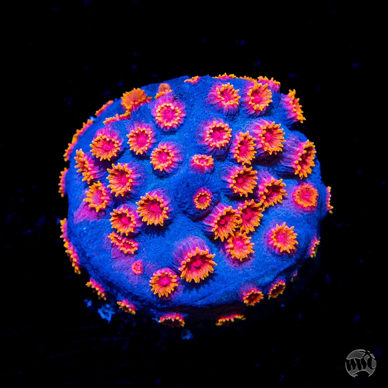 WWC Bizarro Cyphastrea - Daylight Photo