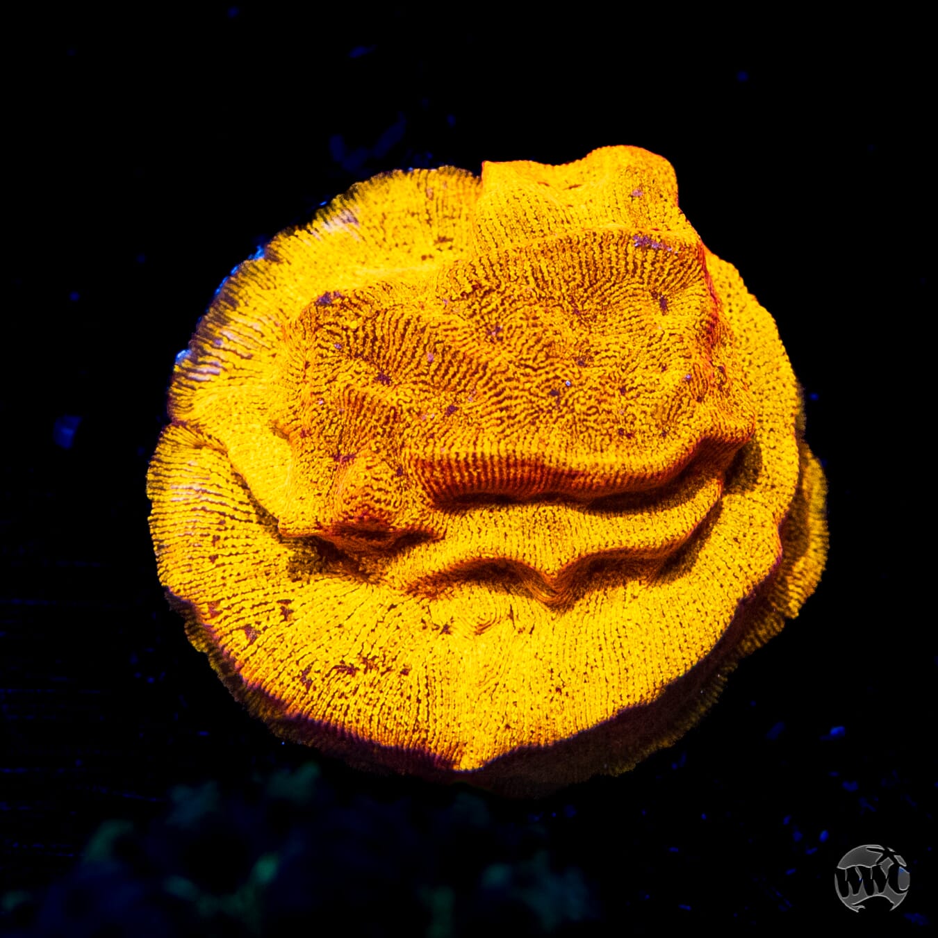 CC Tangerine Juice Leptoseris - Daylight Photo