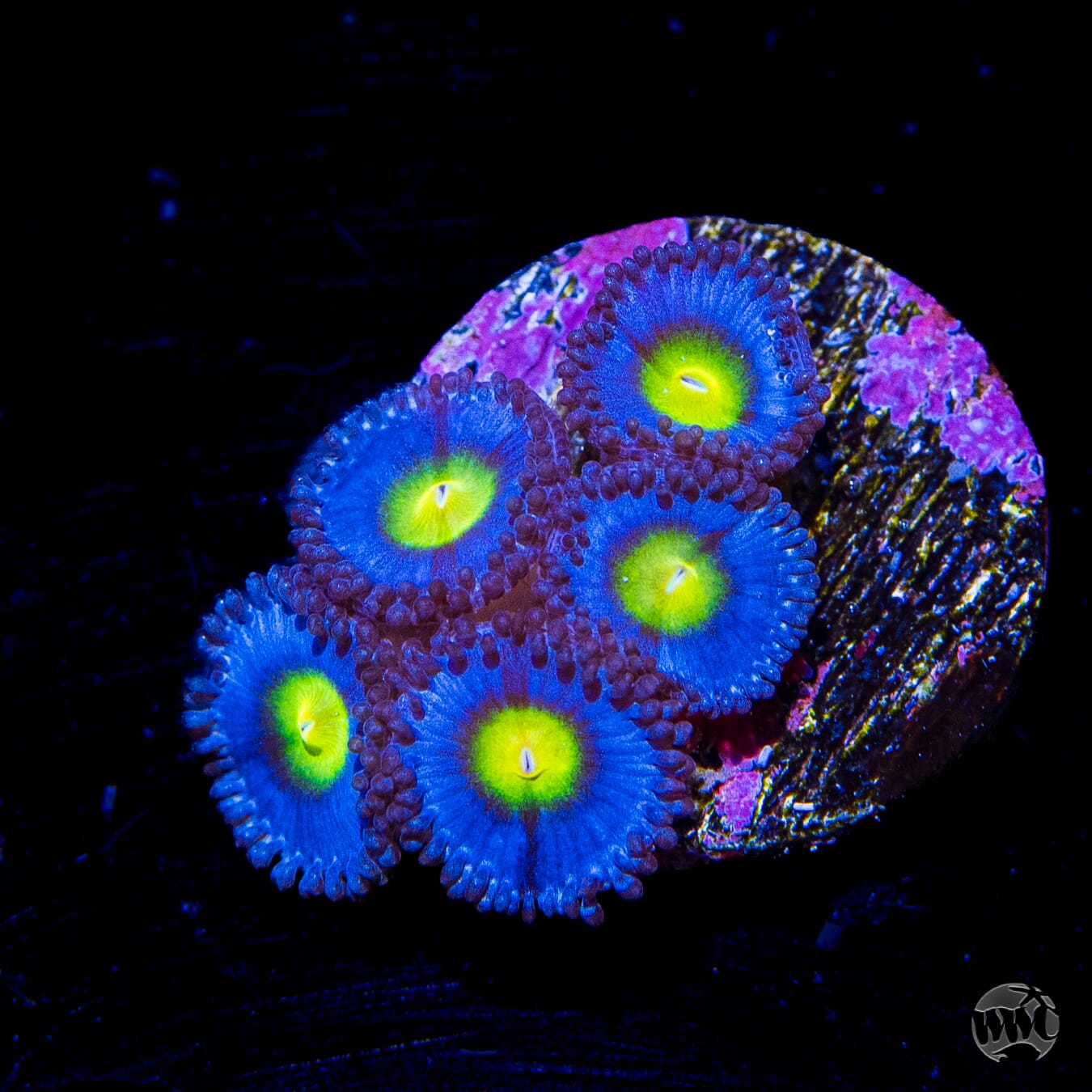 WWC AOI Zoanthids - Daylight Photo