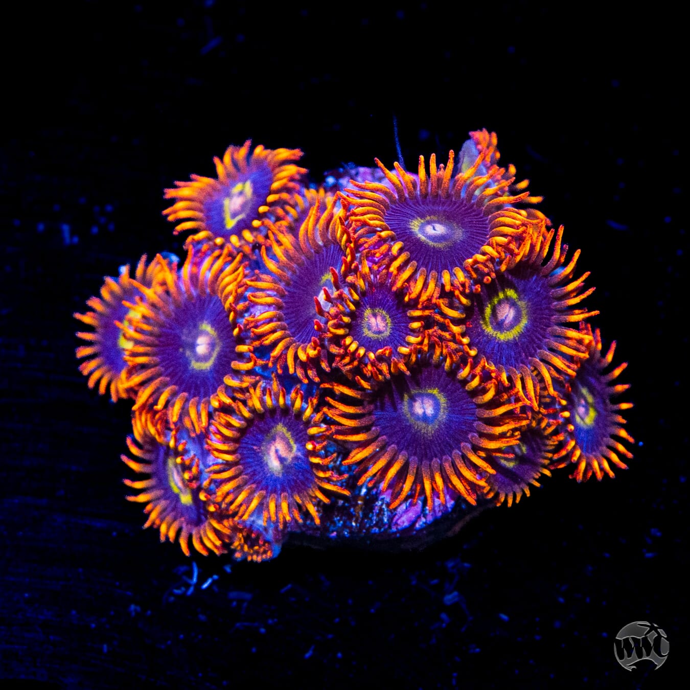 Rainbow Hornet Zoanthids - Daylight Photo