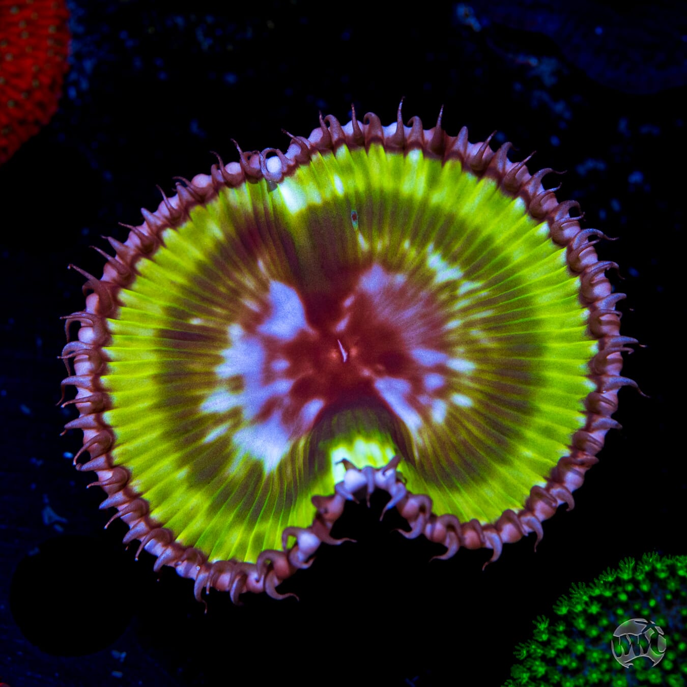 WWC Emerald Grandis Palythoa - Daylight Photo