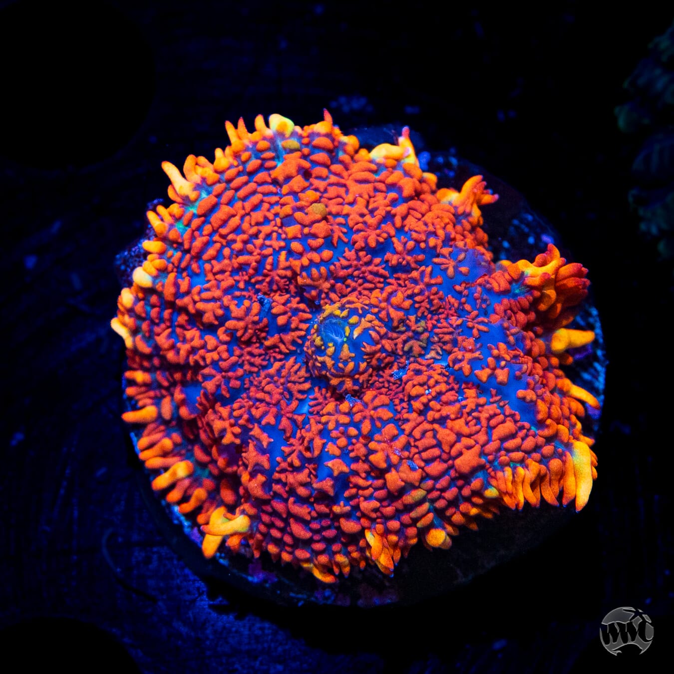 Ultimate Superman Rhodactis Mushroom - Daylight Photo