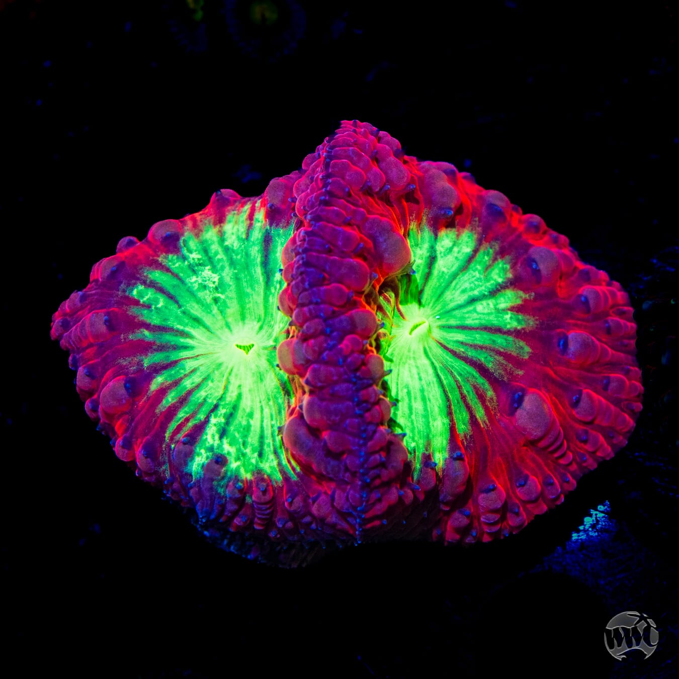 Area 51 Blastomussa - Daylight Photo
