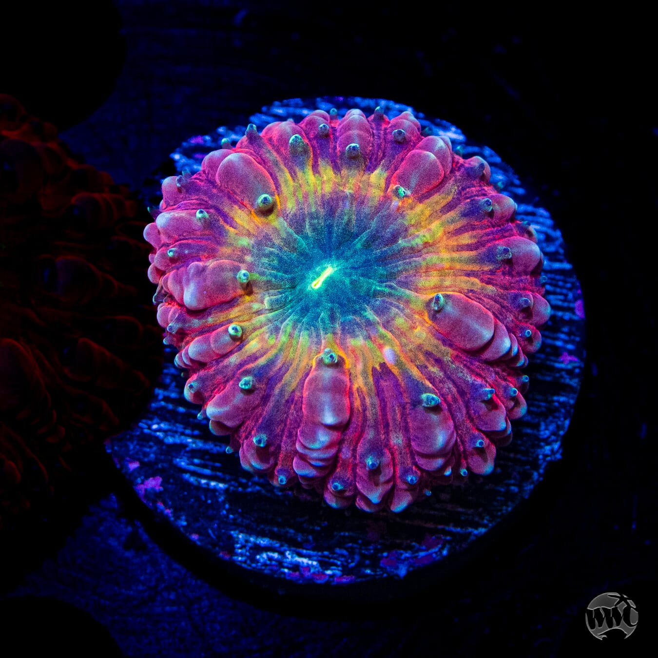 Tropical Temptation Blastomussa - Daylight Photo