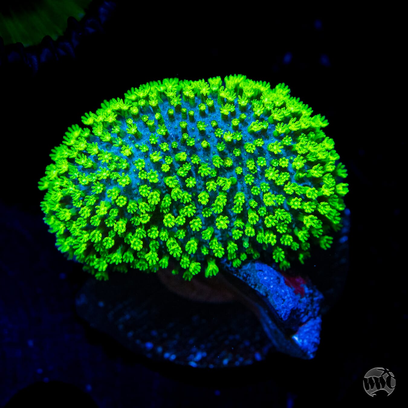 WWC Neon Polyp Toadstool Leather - Daylight Photo