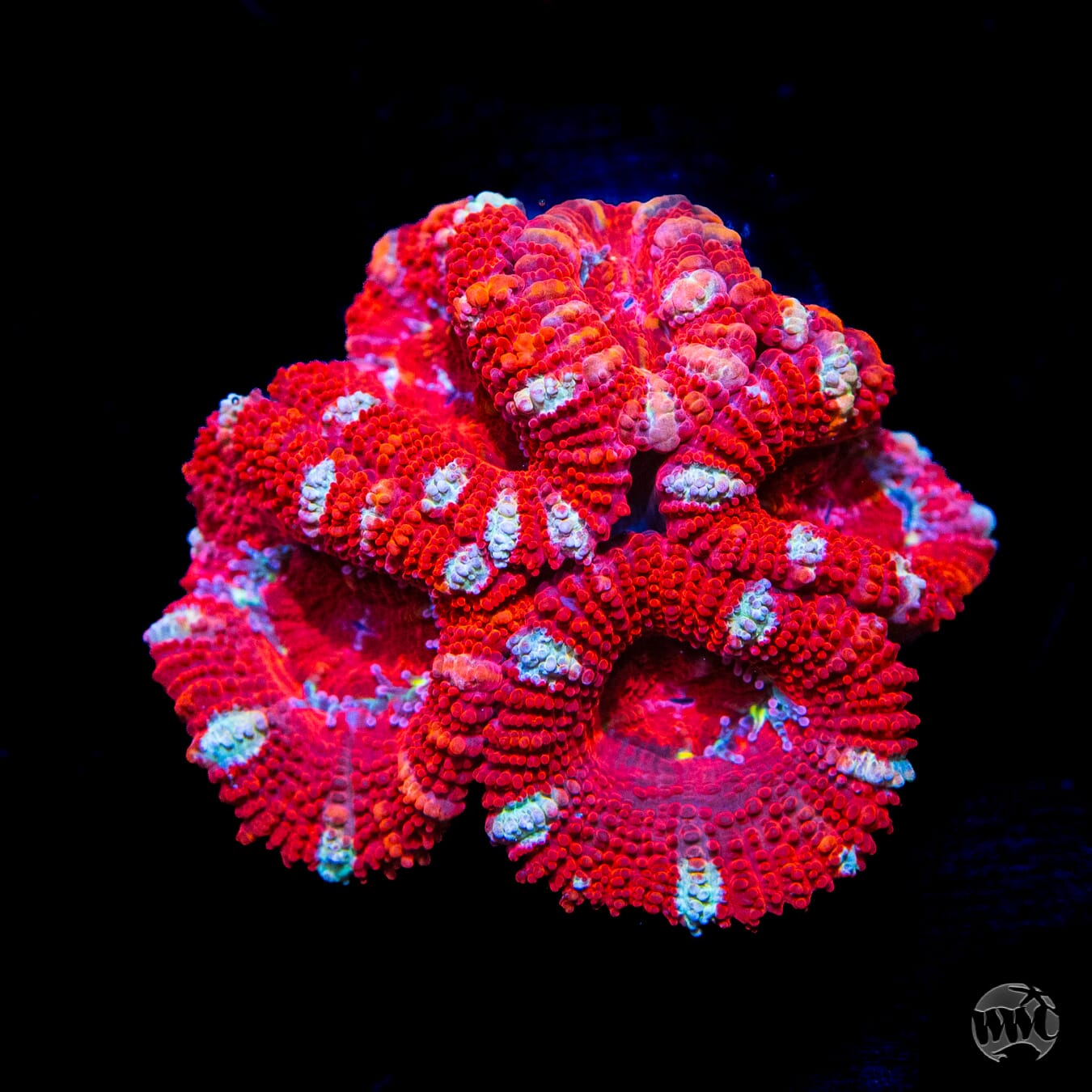 Peppermint Stick Aussie Lord - Daylight Photo
