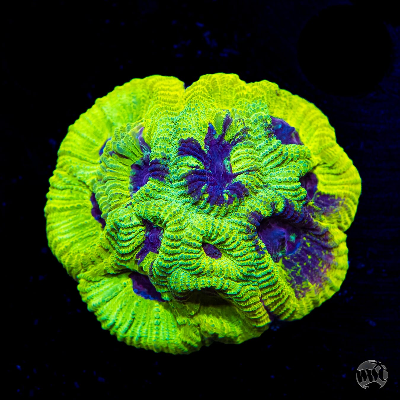 WWC Lemon Zoinkerz Favia - Daylight Photo