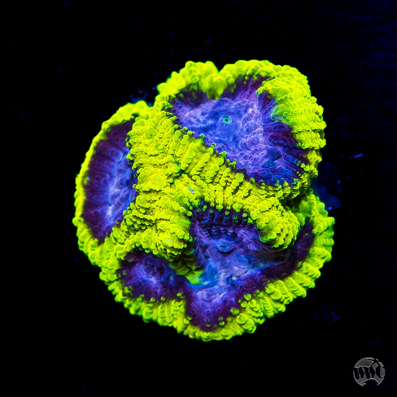 WWC Space Monkey Favia - Daylight Photo